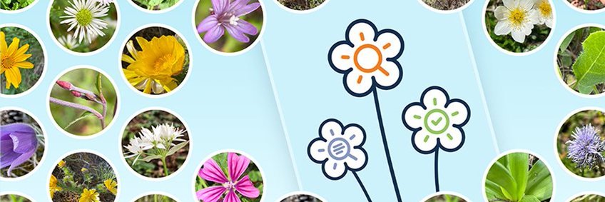 A light blue banner on which numerous circles are depicted in which various flowers can be seen. The three flowers that make up the home screen of the Flora Incognita app are placed in the centre of the banner.