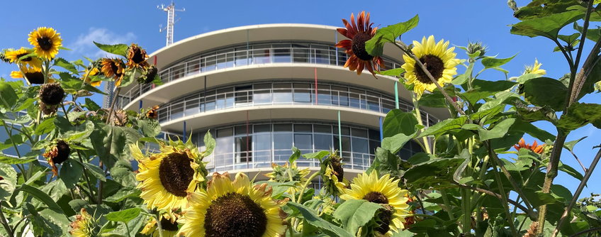 View from the C3 field next to the greenhouse to the round building of the institute on a sunny day. On the roof of the rotunda, on the left, you can see the meteorology mast made of stainless steel, with its booms. In the foreground a multitude of sunflowers in yellow and light yellow, also a few red and brown ones.